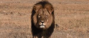 Cecil, le lion le plus célèbre du Zimbabwe. (Capture d'écran de Bryan Orford / Youtube)